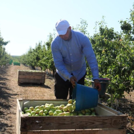 Recolección de la pera en Aitona (Segrià), imagen de archivo.