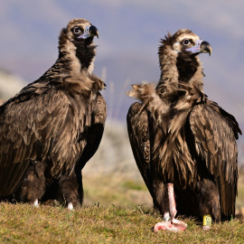 Dos exemplars de voltor negre.
