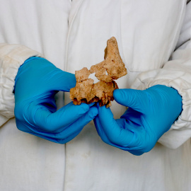 Una investigadora subjecta el fragment d'os facial humà descobert