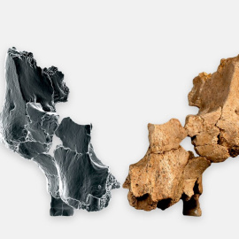 Los huesos faciales descubiertos en el yacimiento español de Atapuerca, de entre 1,4 y 1,1 millones de años, a 12 de marzo de 2025.