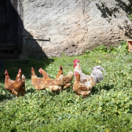 Foto de archivo de gallinas.