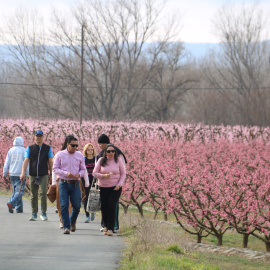 Primers turistes que visiten els camps d'arbres fruiters florits en el marc de la campanya de fruiturisme a Aitona