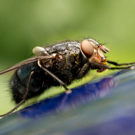 ¿Cuánto vive una mosca?