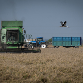 EuropaPress_6293284_maquinas_agricolas_recolectando_arroz_campos_isla_mayor_22_octubre_2024