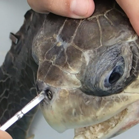 Momento de la extracción de una pajilla de plástico de la nariz de una tortuga.