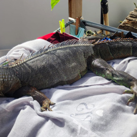 El Seprona detiene a 13 personas relacionadas con tráfico ilícito de especies protegidas