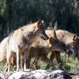 Varios lobos ibéricos del Centro del Lobo Ibérico en localidad de Robledo de Sanabria (Zamora), a 21 de febrero de 2020..