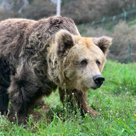 Imagen de archivo de la osa Paca.