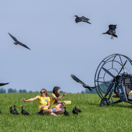 Imagen de la ruta migratoria con los ultraligeros guiando a los pájaros en libertad cuando están siendo criados.