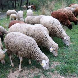El ramat d'ovelles subcontractat per l'AMB per desbrossar Collserola.