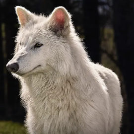 Fotograma de un vídeo de Colossal cedido a la revista Time. Colossal