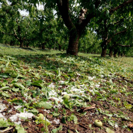 Camp d'Alcarràs (Segrià), afectat per la pedregada d'aquest dissabte.