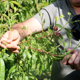Un pagès mostra danys afectats per la pedregada en un dels seus cultius d'arbres fruiters