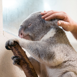 Un cuidador con un koala en el Zoo Aquarium de Madrid, en una imagen de archivo.