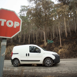 Eucaliptos en un monte quemado en Trabada (Lugo) tras un incendio en 2023.