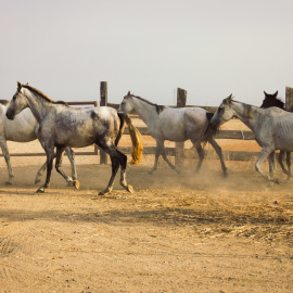 Una manada de caballos.