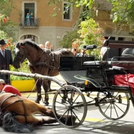 El cavall que s'ha desplomat en plena desfilada dels Tres Tombs a Barcelona.