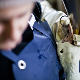 Una oca sufre el proceso de alimentación forzada en una granja española.