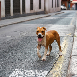 Un perro abandonado en una calle céntrica de Sevilla, a 23 de abril de 2020.