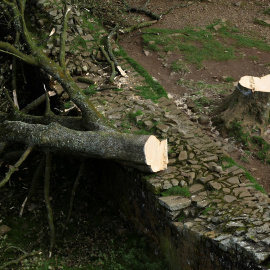 Imagen de archivo del Sycamore Gap, el árbol centenario que fue talado en Inglaterra.