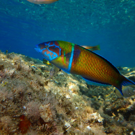 Un fadrí en una des les zones analitzades