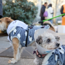 Dos perros durante la San Perrestre 2023, a 30 de diciembre de 2023, en Madrid