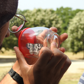 Anàlisi de papallones a l'àrea metropolitana de Barcelona