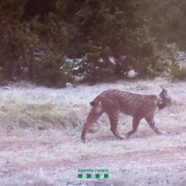 Imatge del linx ibèric detectat al Prepirineu de Lleida