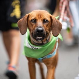 Un perro lleva un pañuelo en una manifestación animalista, a 16 de septiembre de 2023, en Madrid