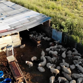 Fotografía de una de las granjas de Navahermosa (Toledo) desmanteladas por el Seprona de la Guardia Civil.