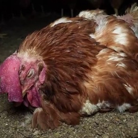 La organización 'Arde' denuncia un nuevo caso de aves en malas condiciones en una granja de Mallorca