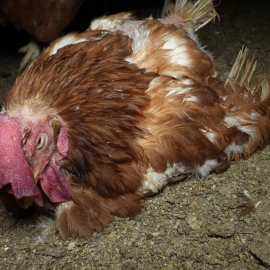 Una gallina en el interior de la granja de Llucmajor (Mallorca).