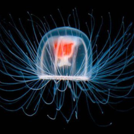 Los animales más longevos: esponjas de 15.000 años y medusas inmortales