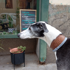 Tan elegante, veloz y estilizado. Su pecho corpulento, sus patas de alambre, su pelaje barcino o atigrado, negro, barquillo, canela, berrendo o pío.