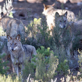 Robledo de Sanabria. El Centro del Lobo de Castilla y Leon alberga en sus instalaciones 11 ejemplares de Lobo Iberico (Canis Lupus Signatus) en situacion de semilibertad y esta abierto tres dias a la semana durante todo el año. El Centro, abierto en 2015, intenta divulgar la  convivencia historica entre lobo y ser humano en la Sierra de la Culebra, lugar de mayor concentracion de este canido en el sur de Europa.