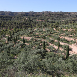 Zona d'oliveres a les Garrigues