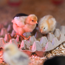 Dos pollitos sobre un cartón de huevos en una granja de Alemania, a 16 de abril de 2025.