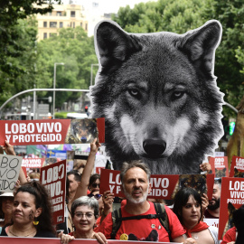 Más de medio centenar de organizaciones ecologistas han convocado para este domingo una manifestación en Madrid bajo el lema 'Lobo vivo y protegido'.