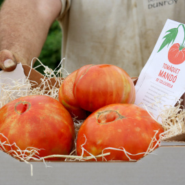 Tres tomàquets Mandó, autòctons de la serra de Collserola