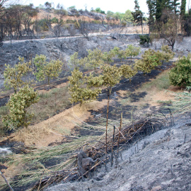 Les flames van arribar a escassos 200 metres d'Aldover i van cremar vorals i camps
