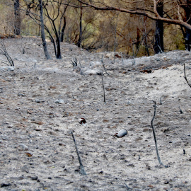 El bosc totalment calcinat per l'incendi de Paüls