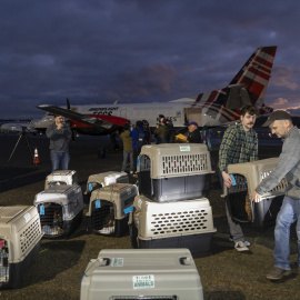 Mascotas viajando en avión