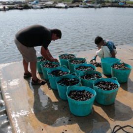 L'Amir i en Jonatan, dos productors de musclo del Delta, treballen durant un dels últims dies de la temporada.