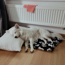 Un perro descansa en invierno junto al radiador.