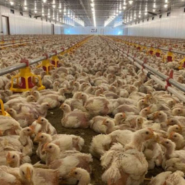 Un brote de gripe aviar en Alcolea del Tajo obliga a sacrificar 50.000 gallinas