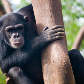 Imagen de un chimpancé en Sierra Leona.