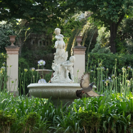 Una paloma en un parque de Barcelona el pasado 5 de julio de 2025.