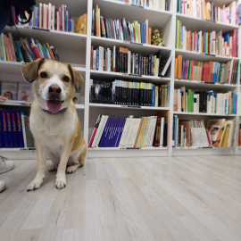 Un perro en la librería Re-Read de Madrid.