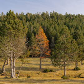 Alt Pirineu a Catalunya