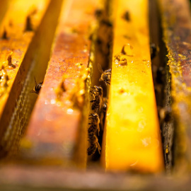 El Departament d'Agricultura impulsa la mel catalana